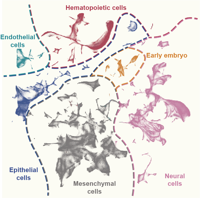 Mouse Developmental Cell Lineage and Atlas