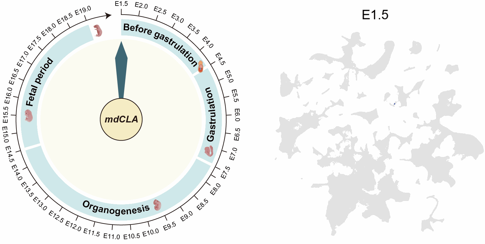 Mouse Developmental Cell Lineage and Atlas
