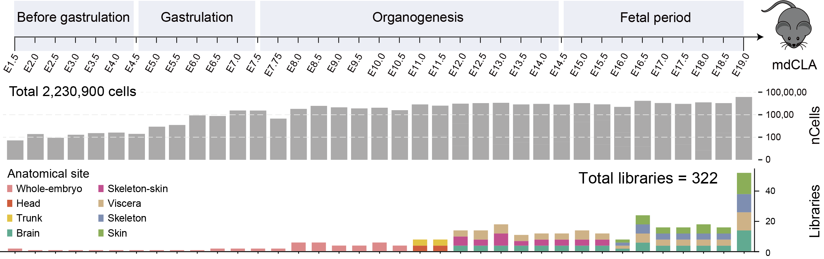 Mouse Developmental Cell Lineage and Atlas